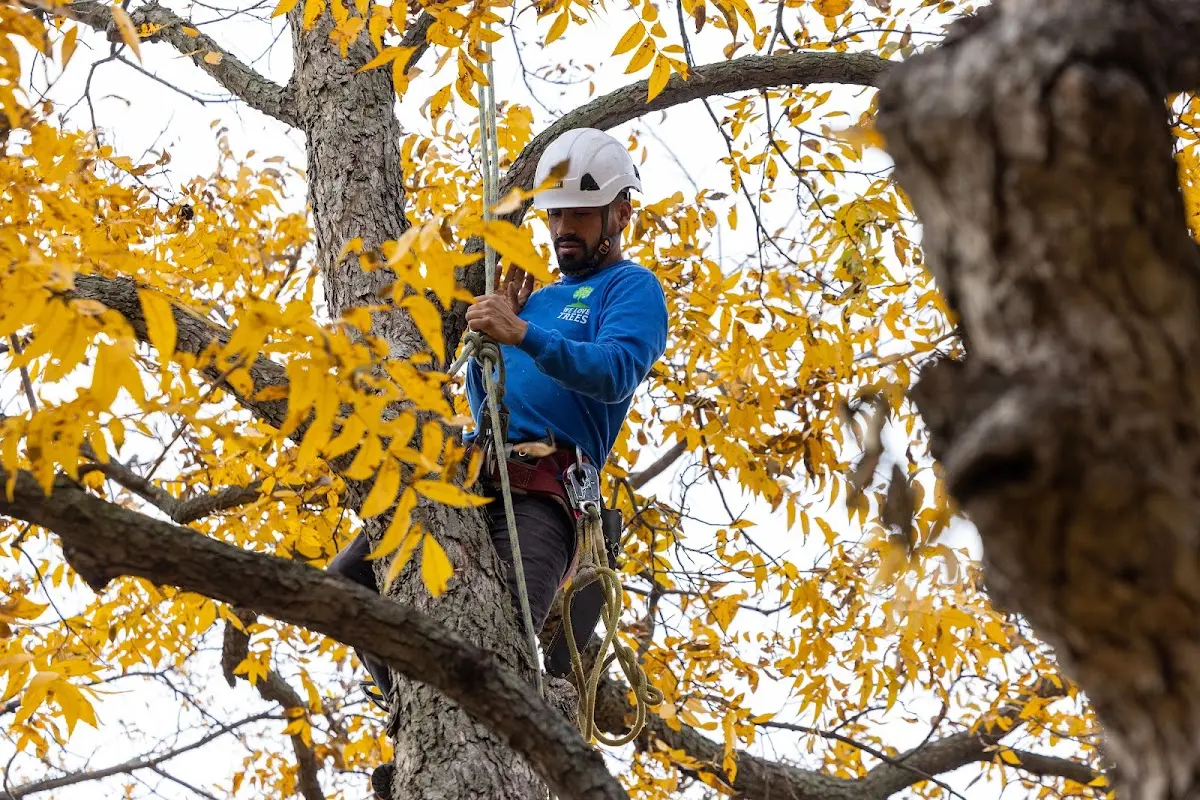 Skilled Tree Planing crew working in Hanover